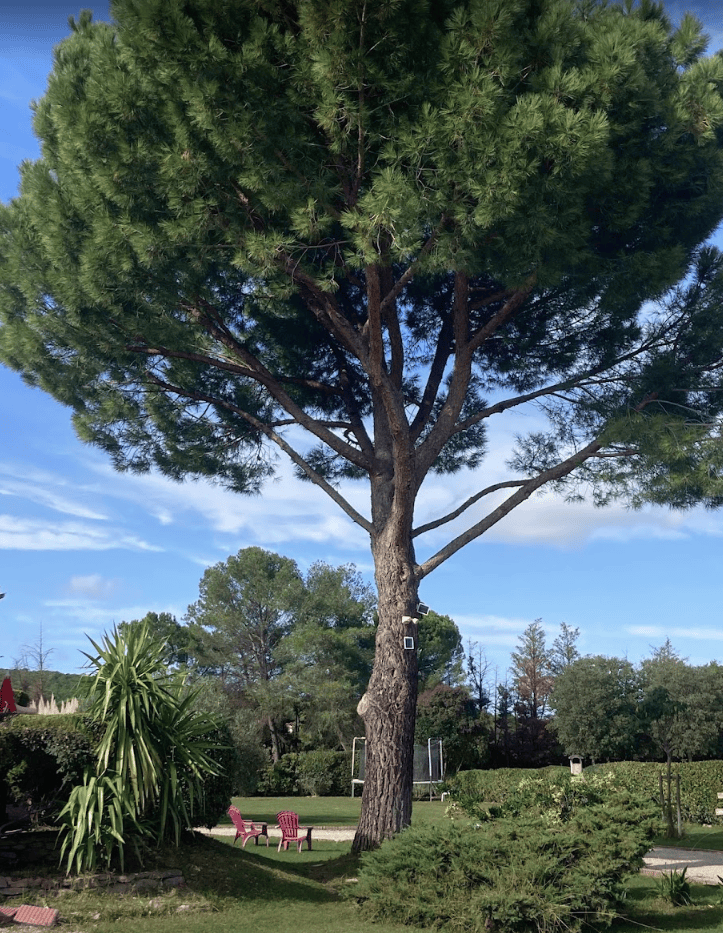 magnifique arbre-pin